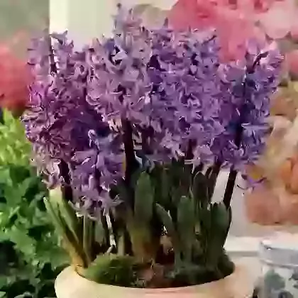 Multiflowering Blue